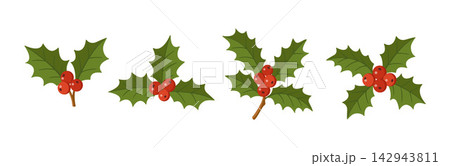 Christmas Holly Berry Vector Branch Set Hand Drawn Foliage Icons 142943811