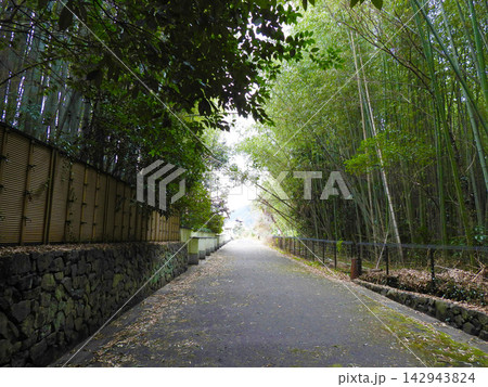 竹垣と竹林に挟まれた風情ある一本道 竹垣と竹林に挟まれた風情ある一本道 142943824