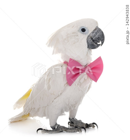 White cockatoo in studio 142943838