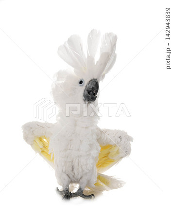 White cockatoo in studio 142943839