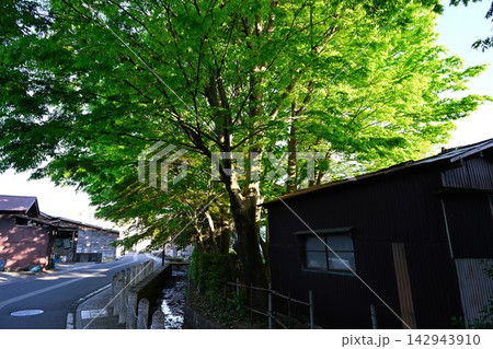 新緑に包まれた郷屋川沿いの街並み(新潟県五泉市) 新緑に包まれた郷屋川沿いの街並み(新潟県五泉市) 142943910