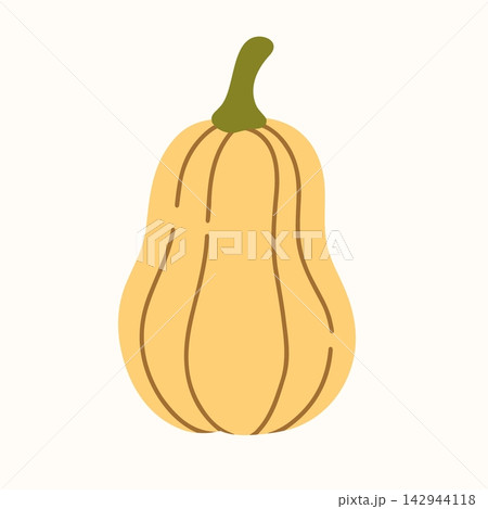 Pumpkin vector botanical line illustration, elongated ribbed winter squash, golden orange autumn vegetable, rustic harvest produce, vintage fall style 142944118