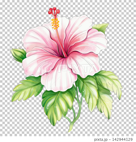Pink hibiscus branch watercolor tropical botanical illustration isolated Pink hibiscus branch watercolor tropical botanical illustration isolated 142944129
