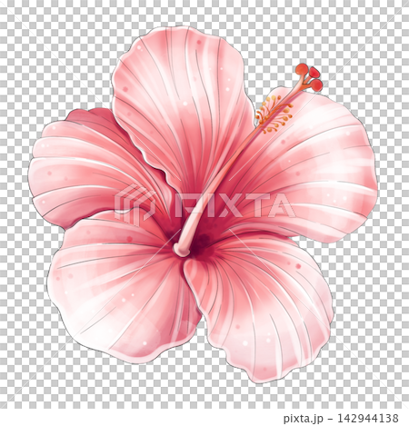 Red hibiscus flower watercolor tropical botanical illustration isolated Red hibiscus flower watercolor tropical botanical illustration isolated 142944138