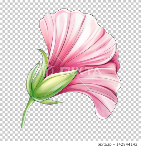 Pink hibiscus tropical flower bud, watercolor botanical clipart isolated Pink hibiscus tropical flower bud, watercolor botanical clipart isolated 142944142