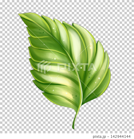 Green tropical leaf watercolor botanical illustration isolated Green tropical leaf watercolor botanical illustration isolated 142944144