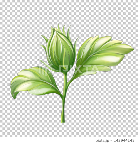 Hibiscus bud watercolor botanical clipart isolated 142944145