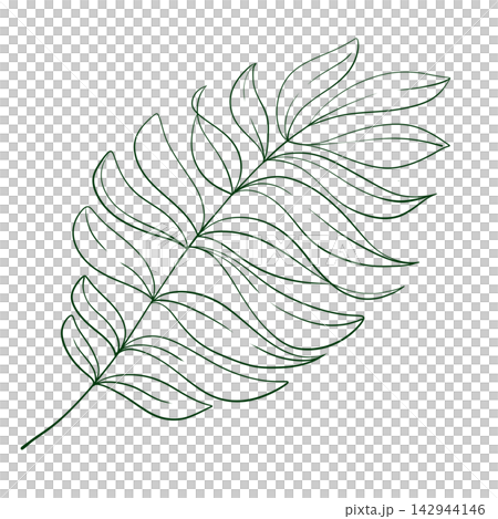 Palm leaf line art botanical illustration, isolated on white background, hand-drawn, minimal style, tropical plant, decorative element for print or stationery Palm leaf line art botanical illustration, isolated on white background, hand-drawn, minimal style, tropical plant, decorative element for print or stationery 142944146