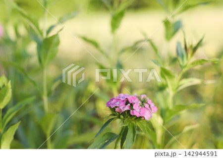 Wild flowers in a sunny day. Flower field in sunlight, spring or summer garden background. flowers meadow field in morning light. flowers in meadow on warm summer morning with blurred background. Wild flowers in a sunny day. Flower field in sunlight, spring or summer garden background. flowers meadow field in morning light. flowers in meadow on warm summer morning with blurred background. 142944591