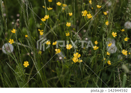 Wild flowers in a sunny day. Flower field in sunlight, spring or summer garden background. flowers meadow field in morning light. flowers in meadow on warm summer morning with blurred background. Wild flowers in a sunny day. Flower field in sunlight, spring or summer garden background. flowers meadow field in morning light. flowers in meadow on warm summer morning with blurred background. 142944592