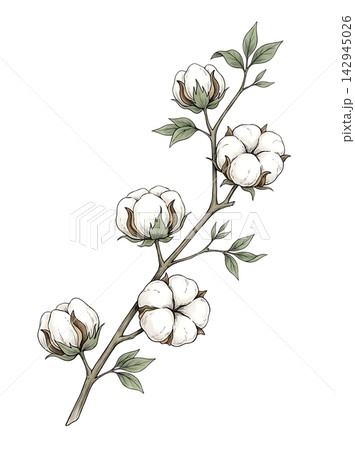 Hand Drawn Cotton Plant Branch with White Bolls Botanical Illustration Isolated on Transparent Background Hand Drawn Cotton Plant Branch with White Bolls Botanical Illustration Isolated on Transparent Background 142945026