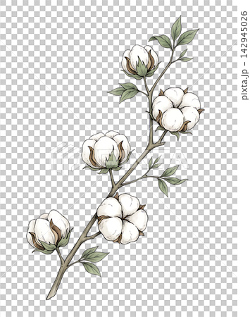 Hand Drawn Cotton Plant Branch with White Bolls Botanical Illustration Isolated on Transparent Background Hand Drawn Cotton Plant Branch with White Bolls Botanical Illustration Isolated on Transparent Background 142945026