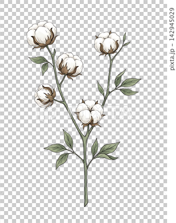 Hand Drawn Cotton Plant Branch with White Bolls Botanical Illustration Isolated on Transparent Background Hand Drawn Cotton Plant Branch with White Bolls Botanical Illustration Isolated on Transparent Background 142945029
