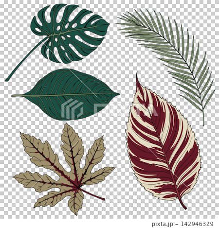 The selected region displays an illustration of a collection of five colorful tropical leaves in various shapes and shades The selected region displays an illustration of a collection of five colorful tropical leaves in various shapes and shades 142946329