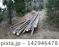 Stacked timber logs lying along a forest path in a managed woodland area 142946478