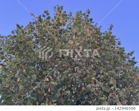 Deciduous tree with green and yellow leaves against a clear blue sky 142946500