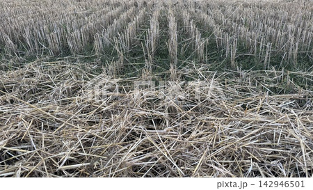 Harvested Wheat Field Stubble and Scattered Straw After Crop Harvesting Harvested Wheat Field Stubble and Scattered Straw After Crop Harvesting 142946501
