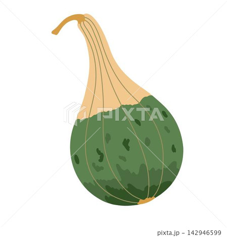 Decorative butternut hand drawn illustration, pumpkin vegetable for seasonal autumn, fall holiday celebration decor, healthy vegetarian diet, Thanksgiving, Halloween element Decorative butternut hand drawn illustration, pumpkin vegetable for seasonal autumn, fall holiday celebration decor, healthy vegetarian diet, Thanksgiving, Halloween element 142946599
