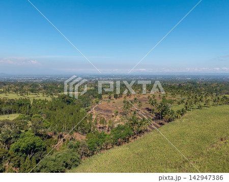 Aerial View of Lush Green Fields and Palm Trees Under Clear Sky 142947386