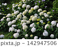 緑の中に咲く白いアジサイ 142947506