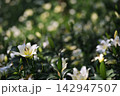 柔らかな背景ボケに咲く白いユリ 142947507