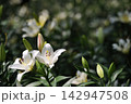 緑の中に咲く二輪の白いユリ 142947508