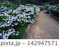 青いアジサイに囲まれた初夏の小径 142947571