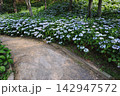 林の小径に咲く青いアジサイ 142947572