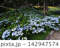 木立の斜面に広がる青いアジサイ 142947574