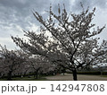空に向かって咲く桜 142947808
