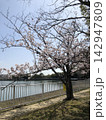 桜のある風景 142947809