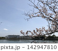 春の青空に映える桜 142947810