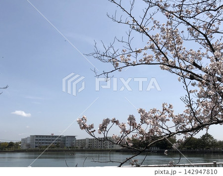 春の青空に映える桜 142947810