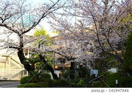春の日本の公園や街路 142947848