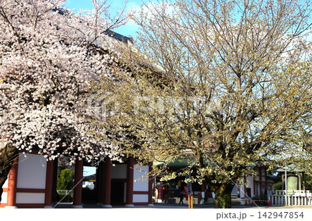 池上本門寺の仁王門と桜の風景 142947854