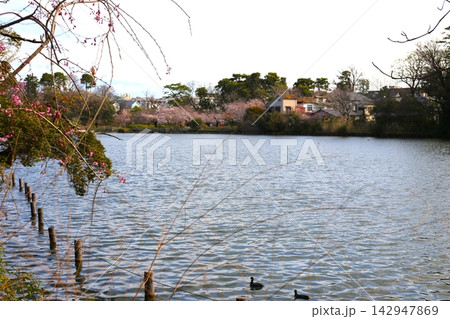 洗足池公園 142947869