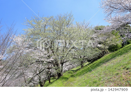 桜 満開 オオシマザクラの花 桜 満開 オオシマザクラの花 142947909