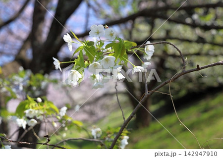 爽やか オオシマザクラの花 爽やか オオシマザクラの花 142947910