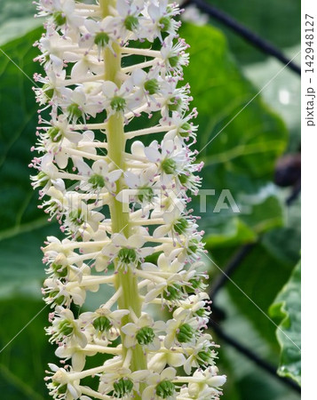 Close-Up of Phytolacca acinosa White Flowers and Green Carpels Close-Up of Phytolacca acinosa White Flowers and Green Carpels 142948127