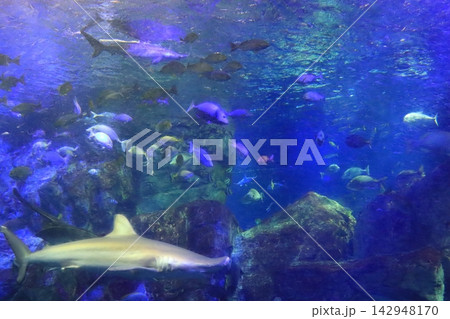 回遊する海水魚群(大分マリーンパレス水族館) 回遊する海水魚群(大分マリーンパレス水族館) 142948170