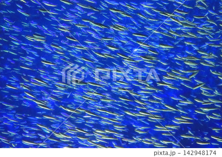 イワシの群泳（大分マリーンパレス水族館） 142948174