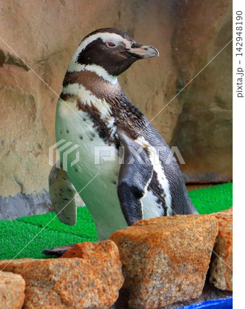 マゼランペンギン（大分マリーンパレス水族館・縦構図） 142948190