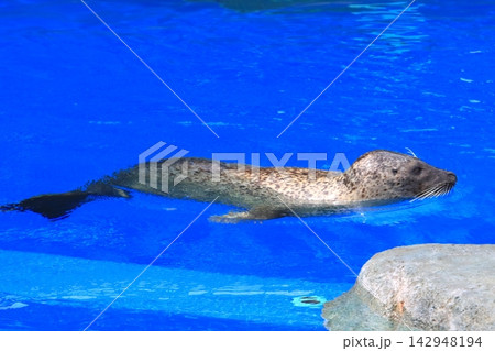 ゴマフアザラシ(大分マリーンパレス水族館) ゴマフアザラシ(大分マリーンパレス水族館) 142948194