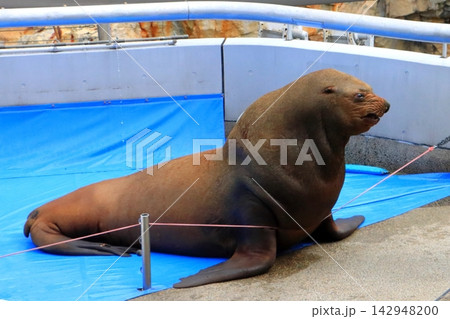 トド(大分マリーンパレス水族館) トド(大分マリーンパレス水族館) 142948200