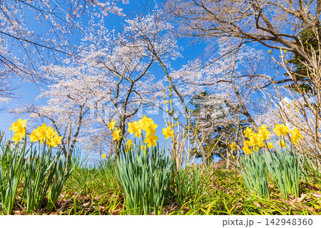 春の宮城県柴田町　日本さくら名所100選　桜満開の船岡城址公園 142948360
