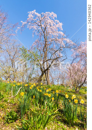 春の宮城県柴田町　日本さくら名所100選　桜満開の船岡城址公園 142948362