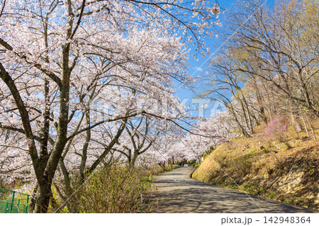 春の宮城県柴田町 日本さくら名所100選 桜満開の船岡城址公園 春の宮城県柴田町 日本さくら名所100選 桜満開の船岡城址公園 142948364