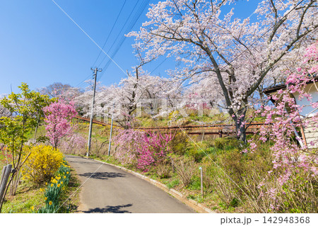 春の宮城県柴田町　日本さくら名所100選　桜満開の船岡城址公園 142948368