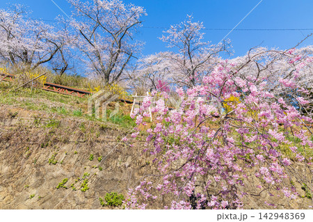 春の宮城県柴田町　日本さくら名所100選　桜満開の船岡城址公園 142948369