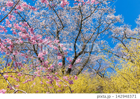 春の宮城県柴田町　日本さくら名所100選　桜満開の船岡城址公園 142948371